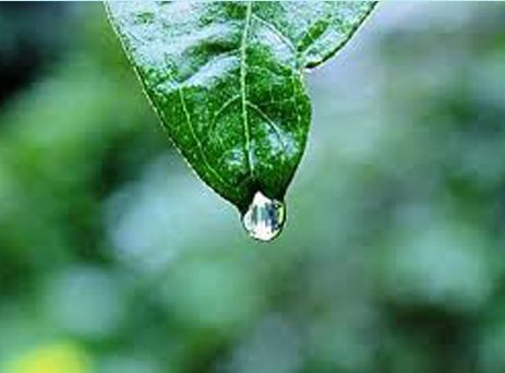 Yağmur sırası camdaki damlanın evrimini düşündünüz mü hiç ya da kapalı musluktan bin bir çabayla kopup yoluna devam isteğini takdir ettiniz mi? Hayatlarımızla ne kadar çok ortak yanı olduğunu fark ettiniz mi?